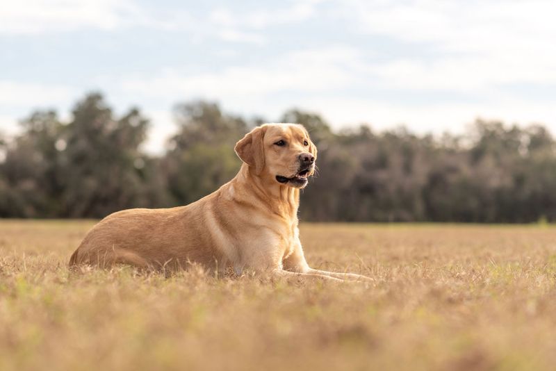 Labrador Retriever