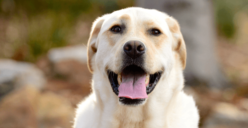 Labrador Retriever