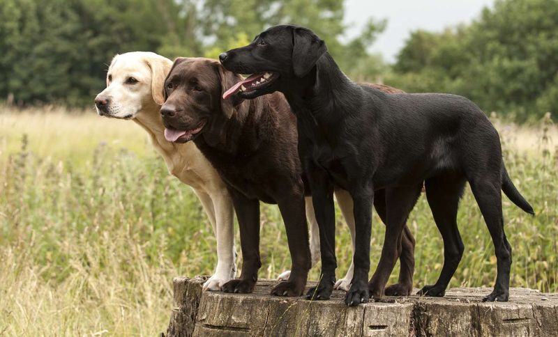 Labrador Retrievers