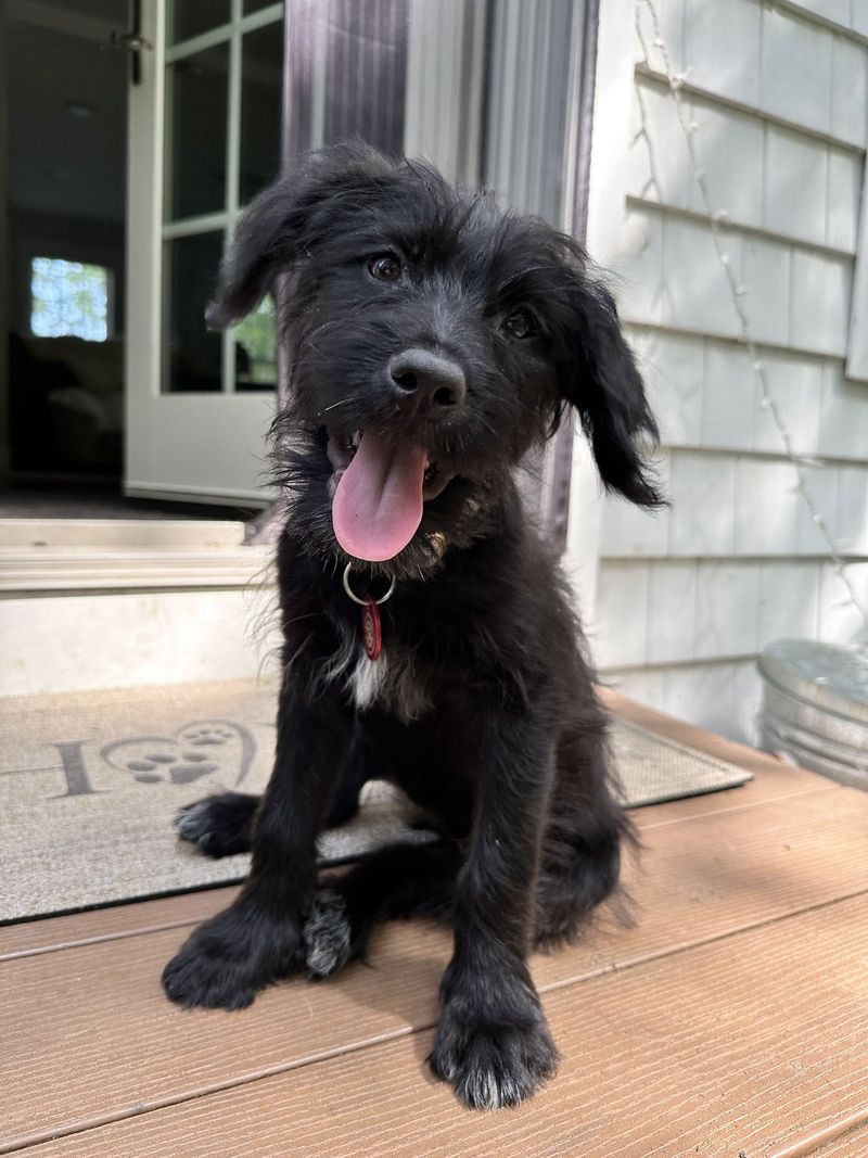 Labraschnauzer