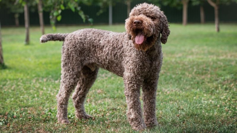 Lagotto Romagnolo