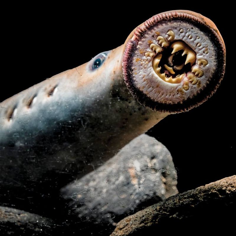 Lamprey