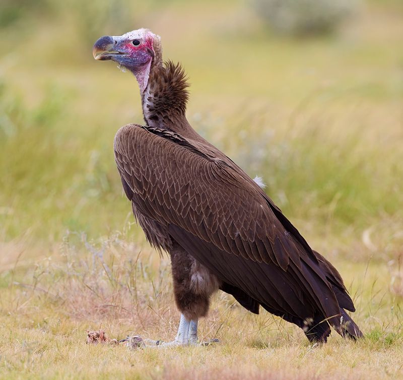 Lappet-faced Vulture