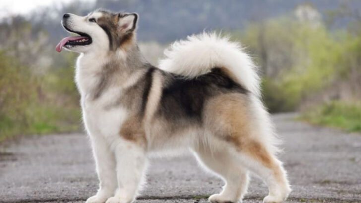 28 Largest Dog Breeds and What You Need to Know Before Getting One