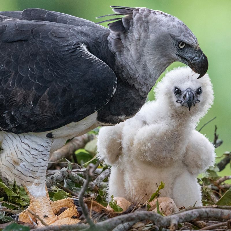 Largest Talons in the Avian World