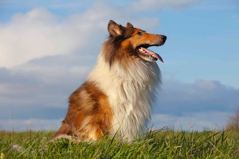 Lassie