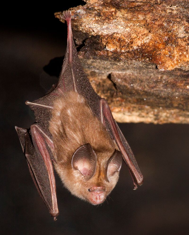 Leaf-nosed Bat