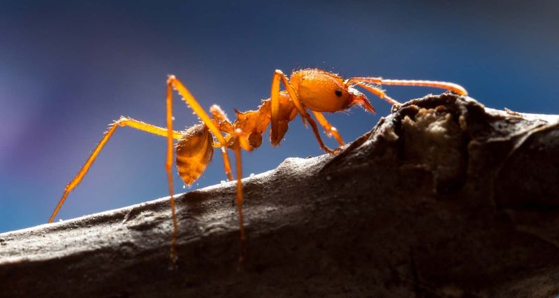 Leafcutter Ant