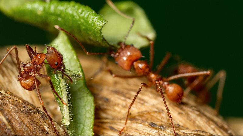 Leafcutter Ant