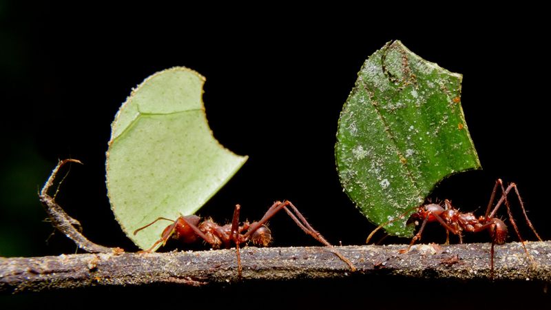 Leafcutter Ant's Farming Skills