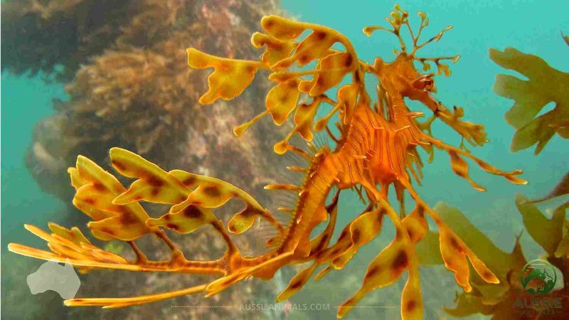 Leafy Sea Dragon