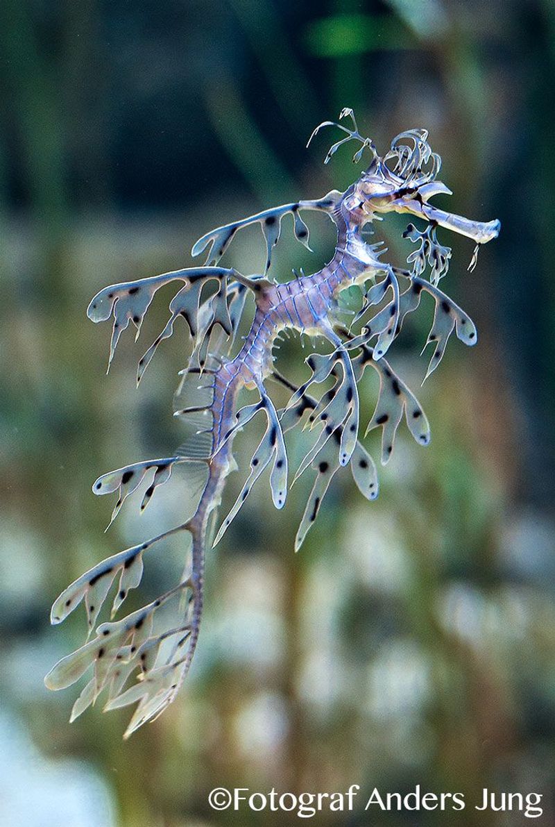 Leafy Seadragon