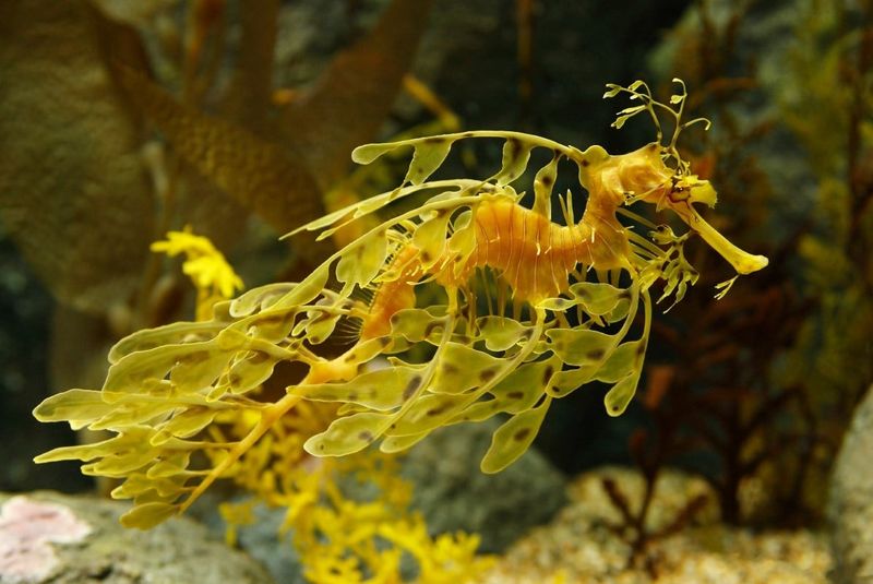 Leafy Seadragon