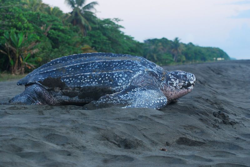 Leatherback Sea Turtle