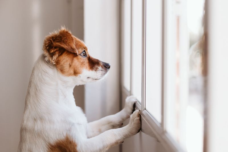 Leaving Dogs Alone Too Long