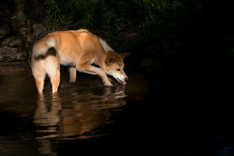 Legal and Ethical Considerations in Dingo Management