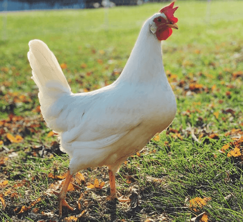 Leghorn Chicken