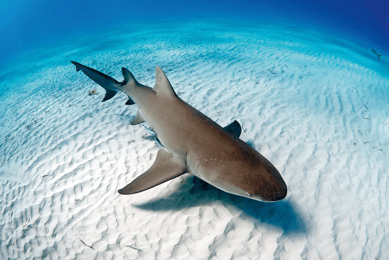 Lemon Shark