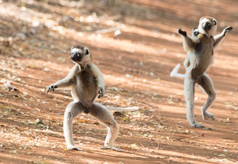 Lemur's Dancing