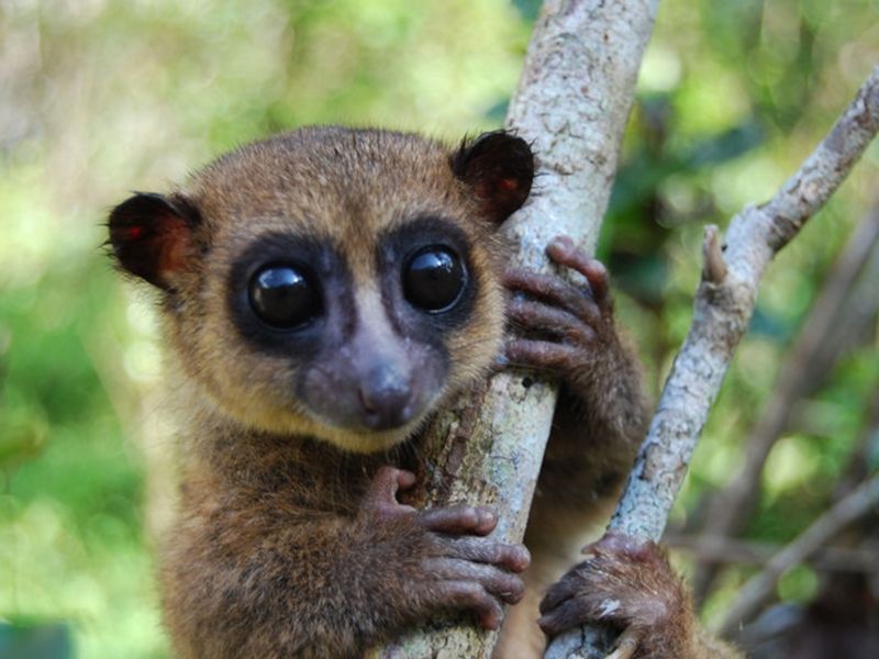 Lemur