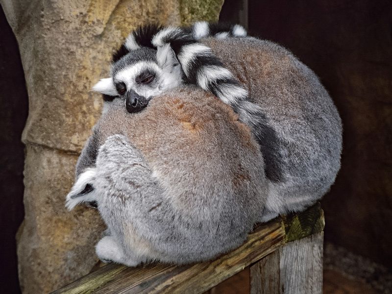 Lemur