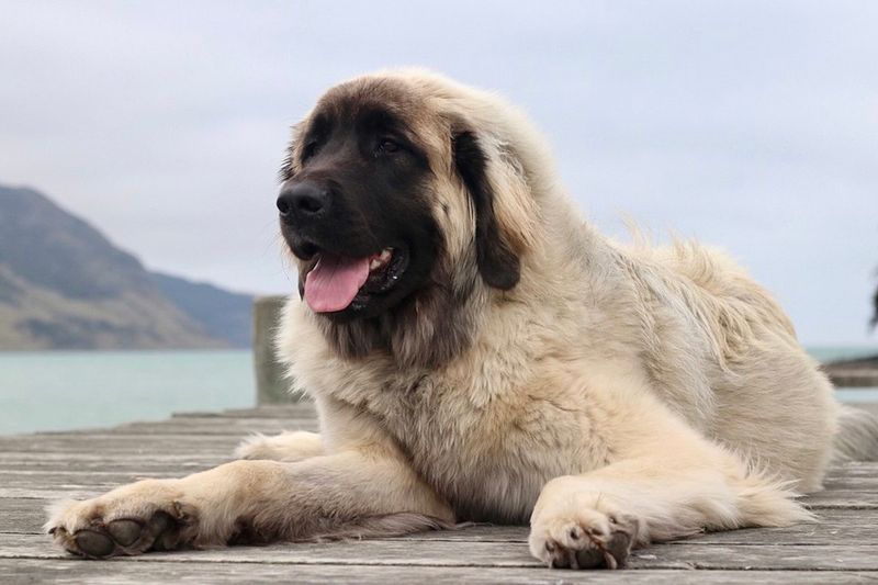 Leonberger