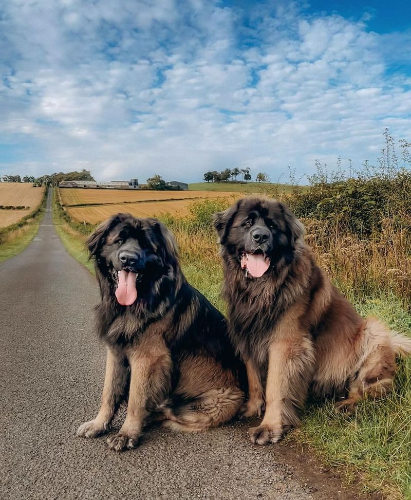 Leonberger