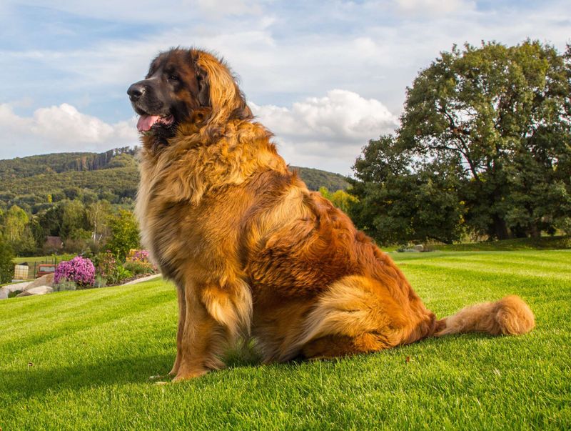 Leonberger