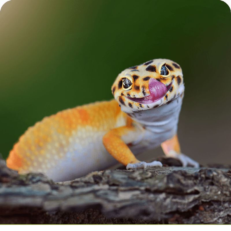 Leopard Gecko