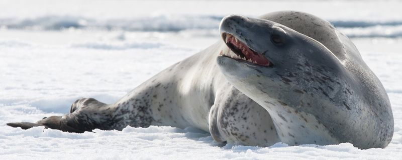 Leopard Seal