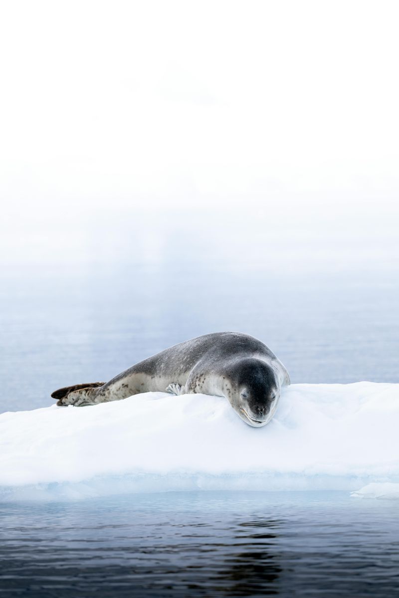 Leopard Seal