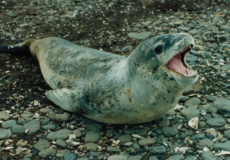 Leopard Seal