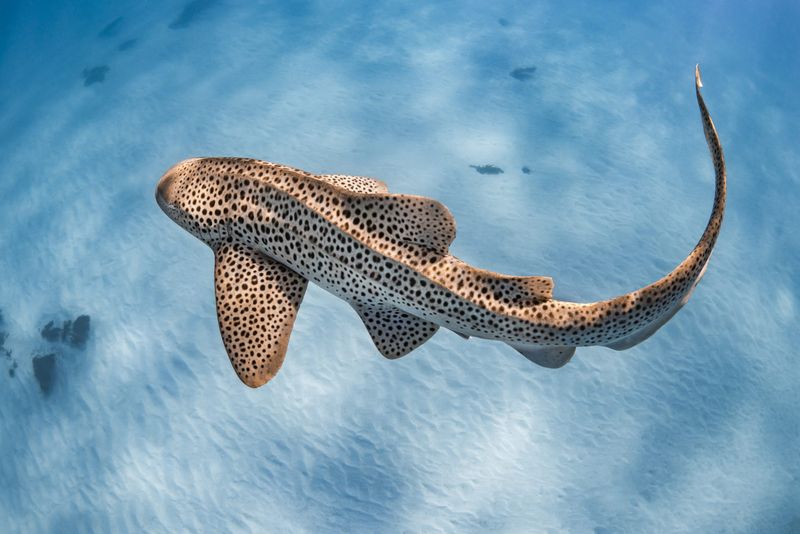 Leopard Shark