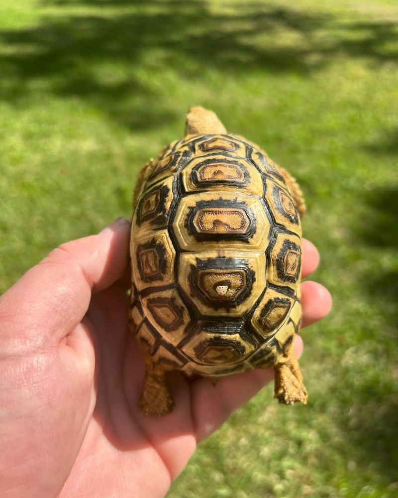 Leopard Tortoise