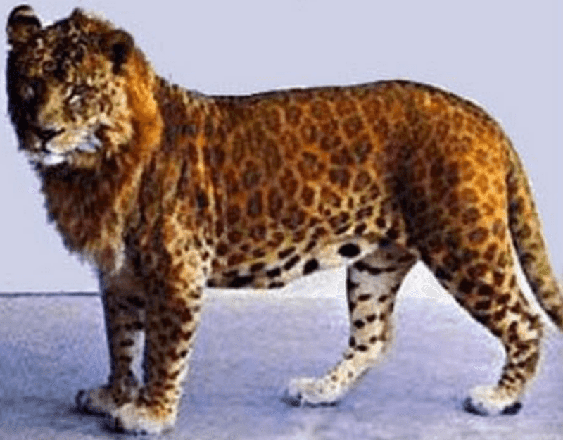 Leopon