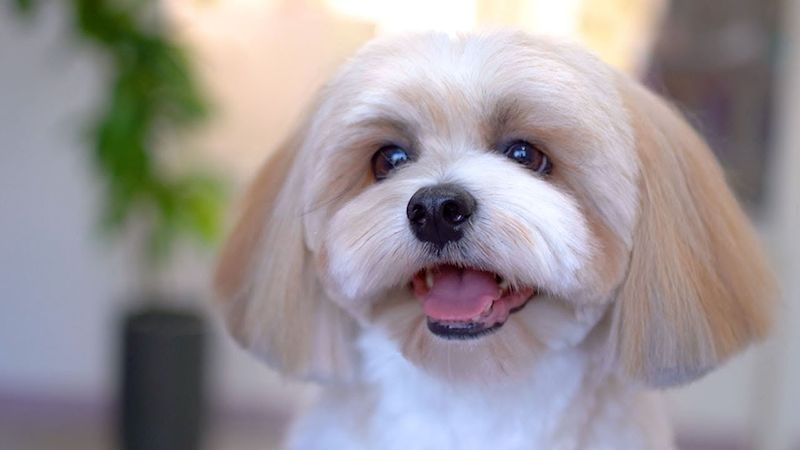 Lhasa Apso