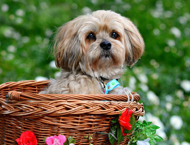 Lhasa Apso