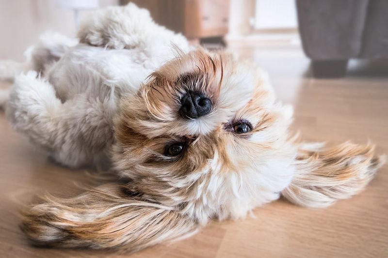 Lhasa Apso