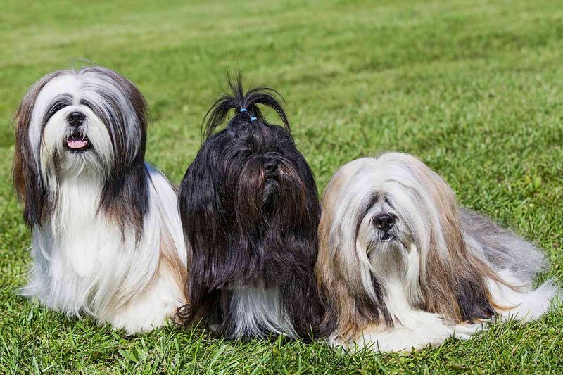 Lhasa Apso