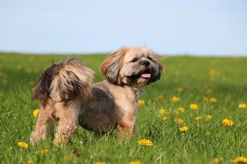 Lhasa Apso