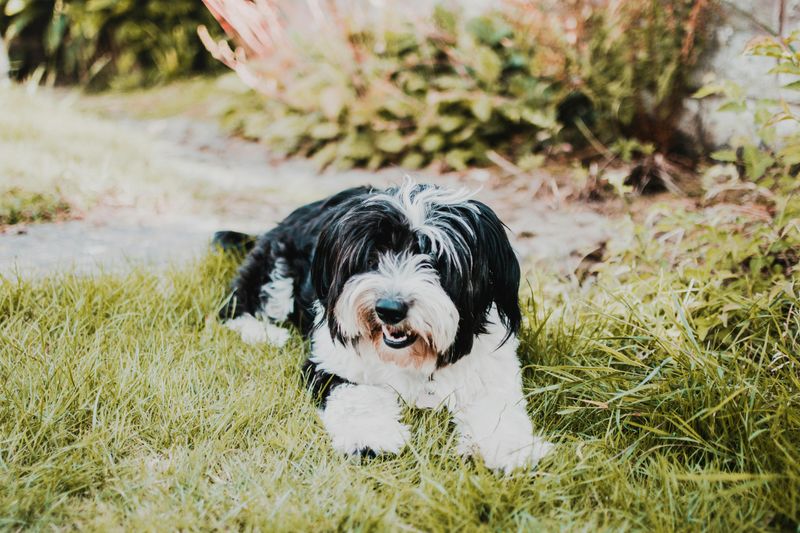 Lhasa Apso