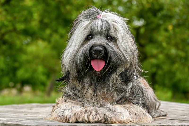 Lhasa Apso