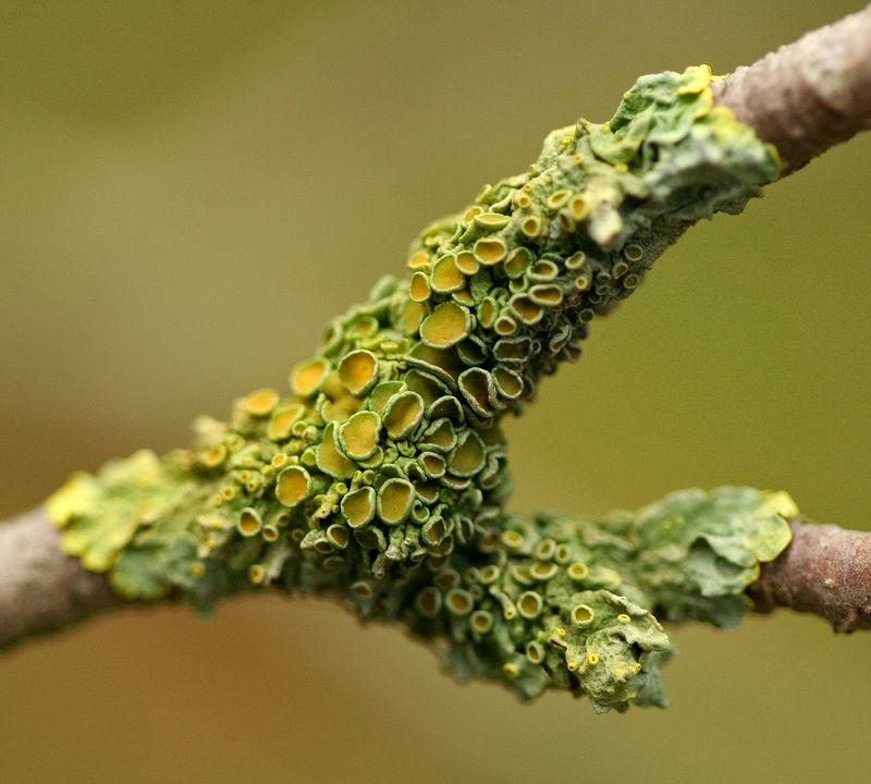 Lichen