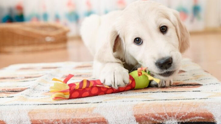 17 Life Hacks for Managing Pet Allergies So You Can Live Comfortably Together