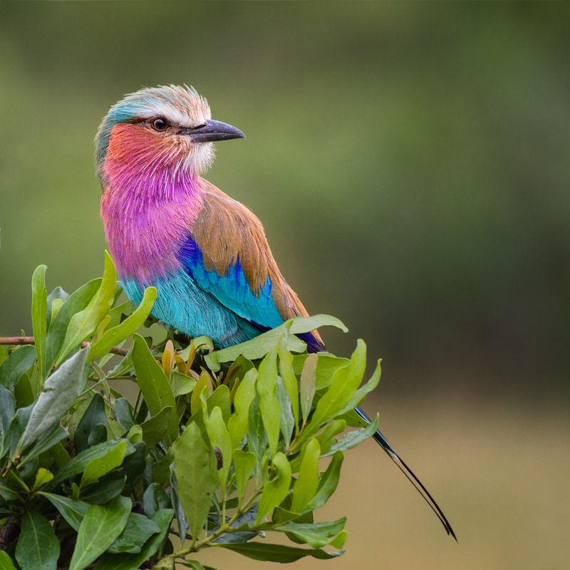 Lilac-breasted Roller