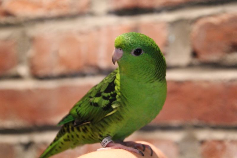 Lineolated Parakeet