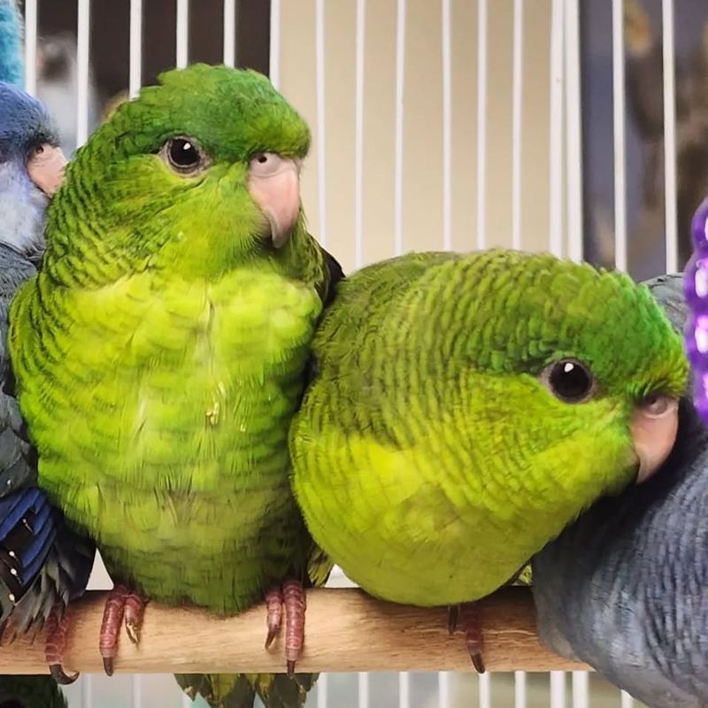 Lineolated Parakeet