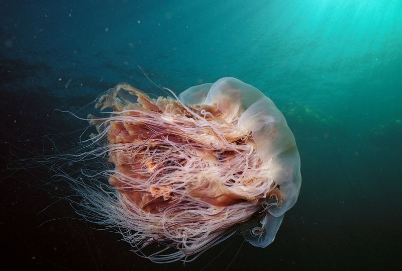 Lion's Mane Jellyfish