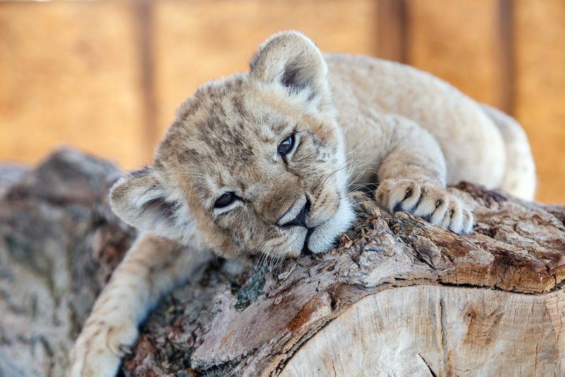 Lion Cub