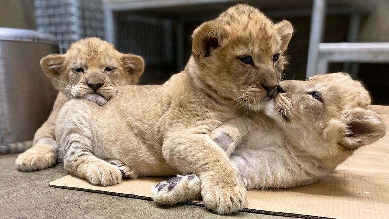 Lion Cubs